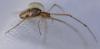 Tetragnatha sp.